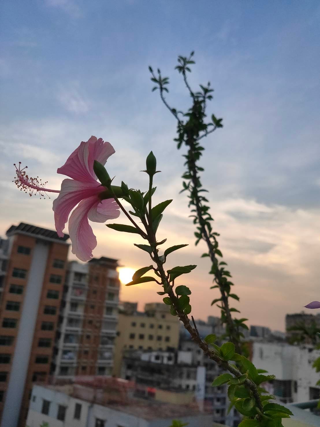瑞姫(みーこ) on LIPS 「前綺麗に撮れたので、、、#初めての投稿#写真#勝負#風景#花..」(2枚目)