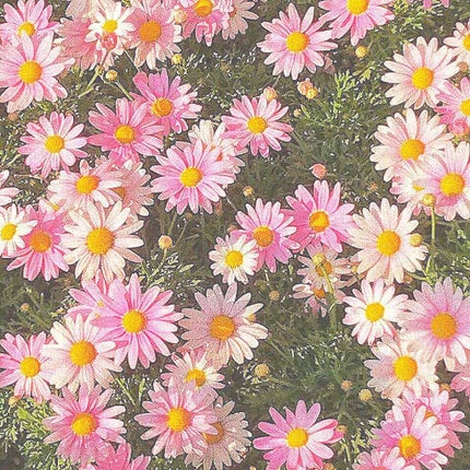 ハトムギ保湿ジェル(ナチュリエ スキンコンディショニングジェル)/ナチュリエ/美容液を使ったクチコミ(1枚目)