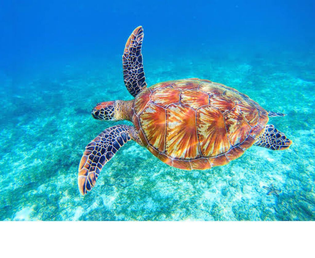 チョコミント スペシャルキット/ETUDE/メイクアップキットを使ったクチコミ（1枚目）