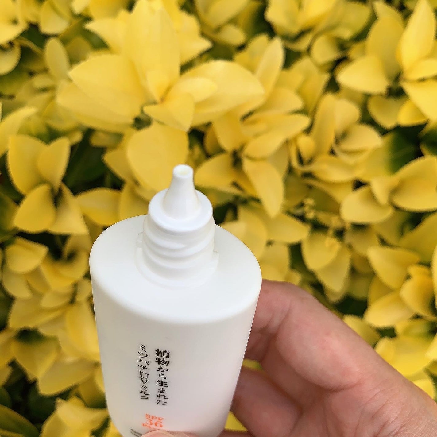 植物から生まれたミツバチUVミルク/アピセラピーコスメティクス/日焼け止めミルクを使ったクチコミ(2枚目)