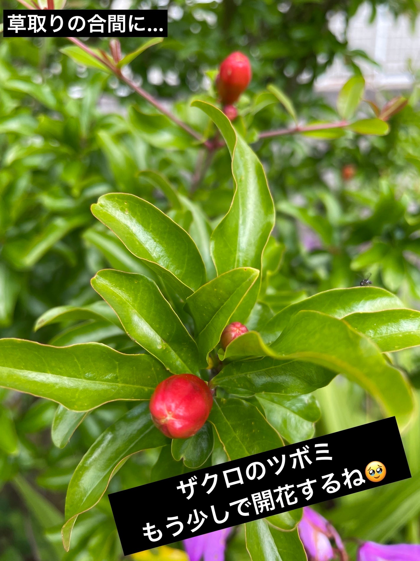 レ キャトル オンブル/CHANEL/アイシャドウパレットを使ったクチコミ(4枚目)