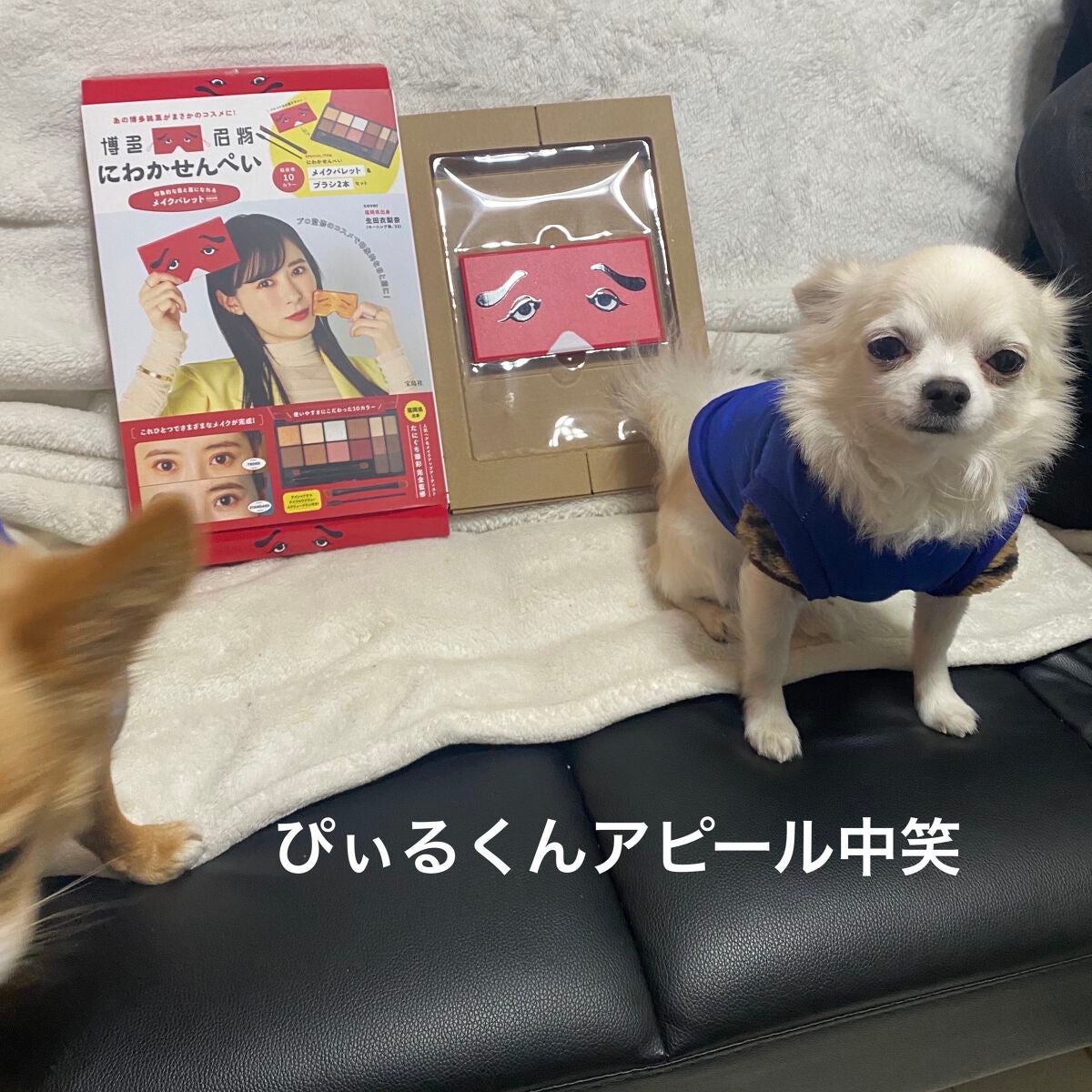 ぷぅぴぃ《紫コス部💜💗》 on LIPS 「にわかせんぺいアイカラー&アイブロウパレット⭐️2022年12..」(10枚目)