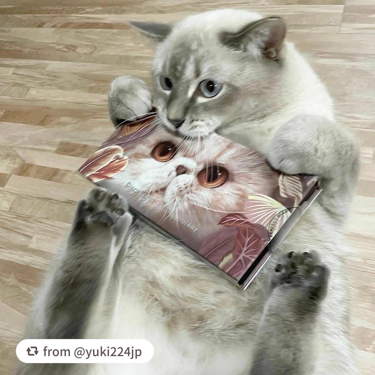 エクスプローラ12色 動物アイシャドウパレット/PERFECT DIARY/アイシャドウパレットを使ったクチコミ(3枚目)