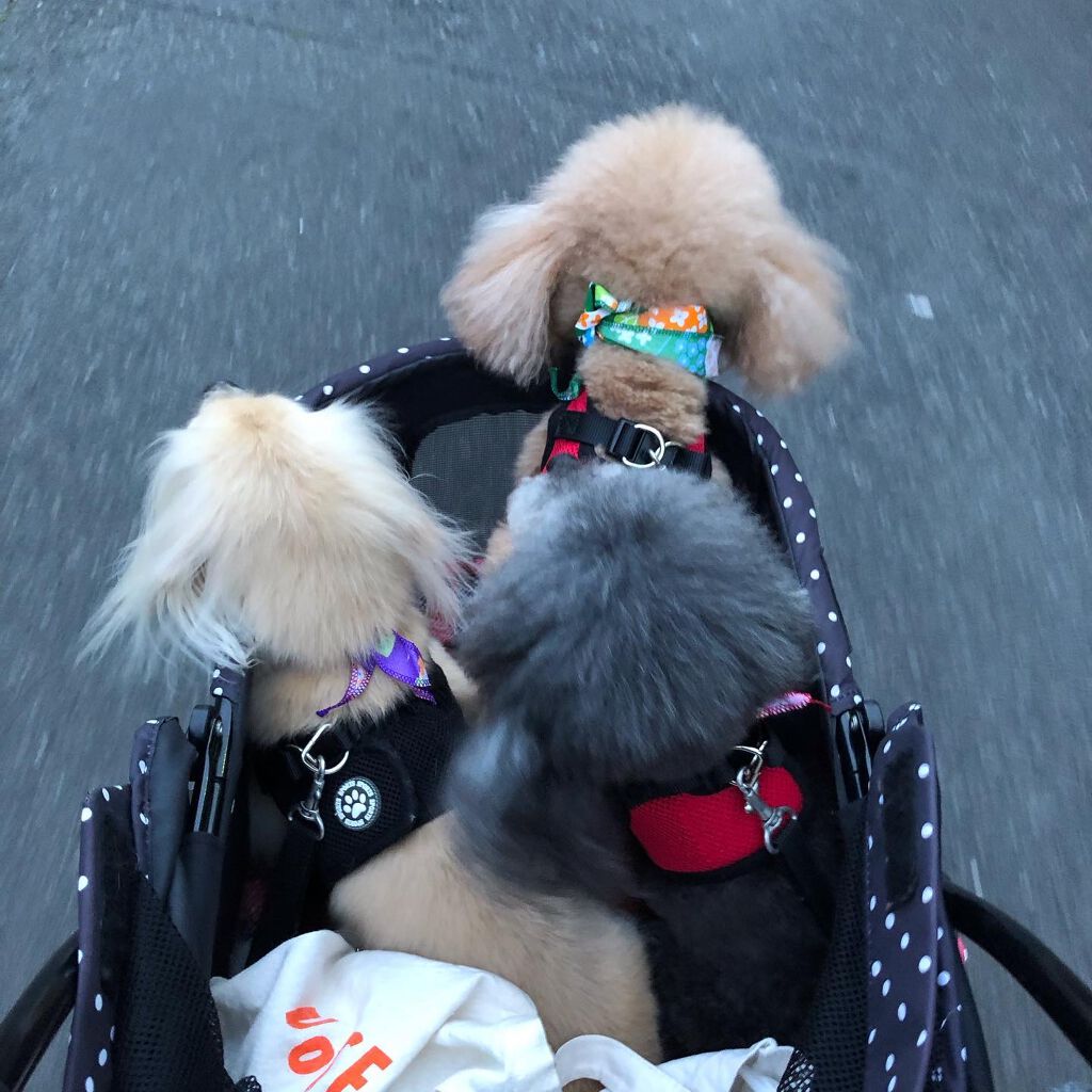 榎本みか on LIPS 「本日はトリミング😉みんなトリミング疲れたから帰って来たら爆睡😪..」(7枚目)