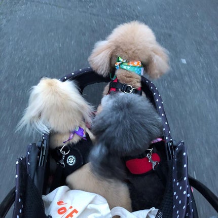 榎本みか on LIPS 「本日はトリミング😉みんなトリミング疲れたから帰って来たら爆睡😪..」(7枚目)