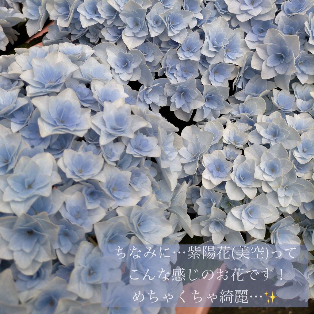 カラフルネイルズ/キャンメイク/マニキュアを使ったクチコミ(3枚目)