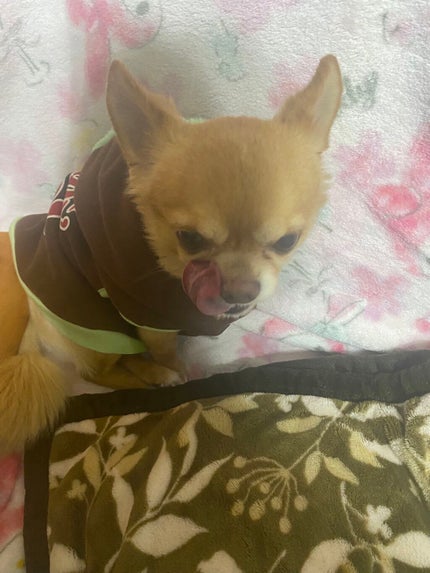 プロポリンス サクラ/ピエラス/マウスウォッシュ・スプレーを使ったクチコミ(6枚目)