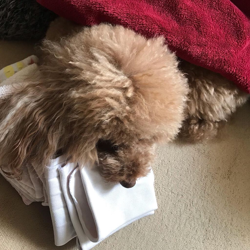 榎本みか on LIPS 「みんなほんまに可愛い😍#happy#幸せ#toypoodle#..」(5枚目)