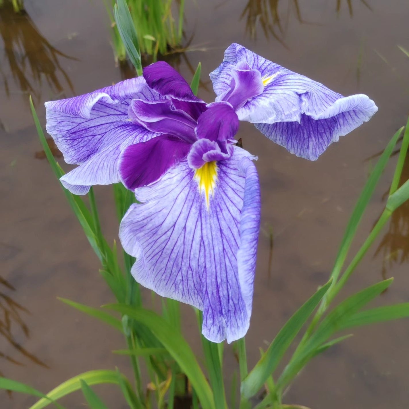 ひろちゃん on LIPS 「菖蒲6月1日☀今月もよろしくお願い🙏いたします🙇菖蒲が綺麗だか..」(5枚目)