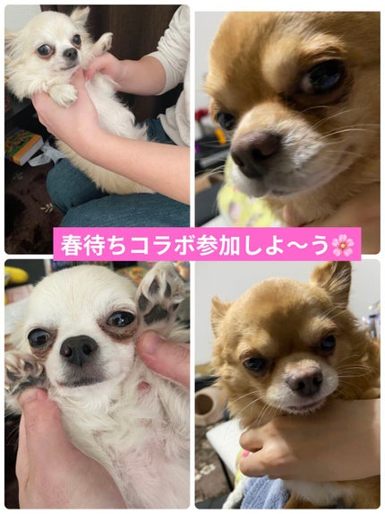 ネイルケアプロテクター/オルビス/ネイルオイル・トリートメントを使ったクチコミ(8枚目)