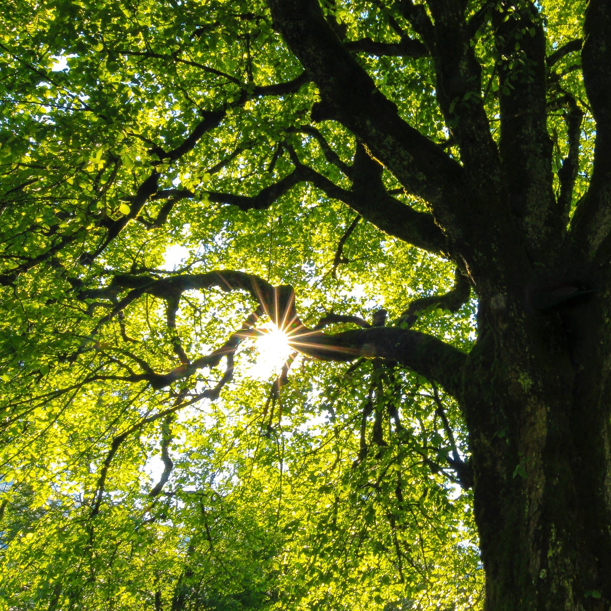 ウッディ系の香りをイメージさせる木漏れ日が美しい森の写真