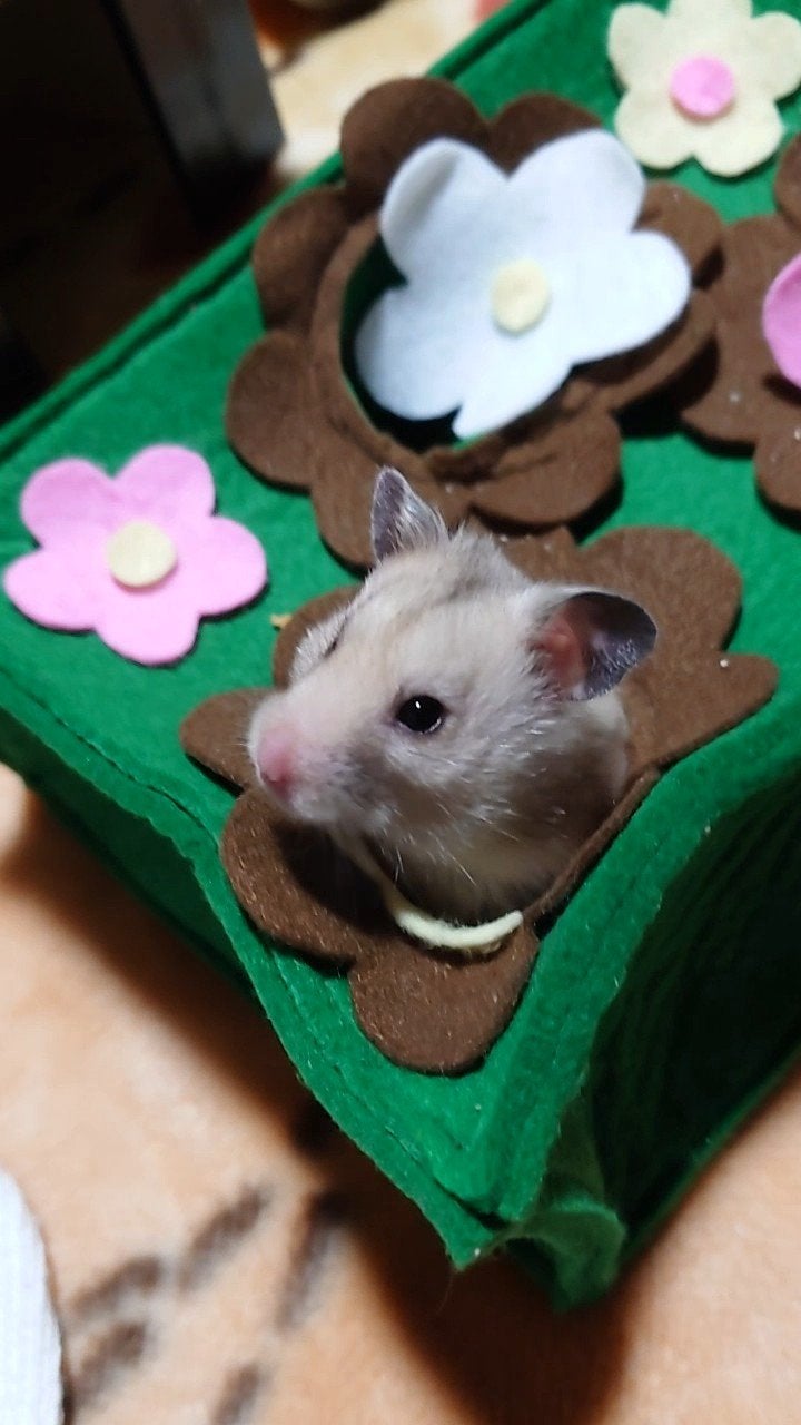 メイクアップカラー/ビューティーン/ヘアカラーを使ったクチコミ(1枚目)