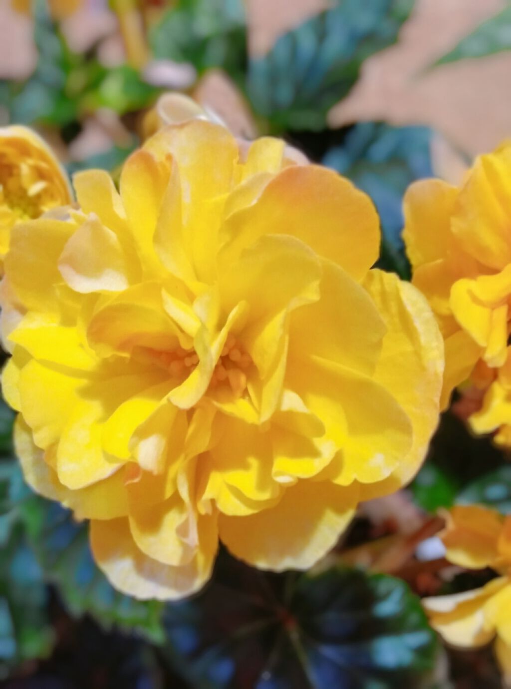 ピールオフマニキュア/キャンドゥ/マニキュアを使ったクチコミ(4枚目)