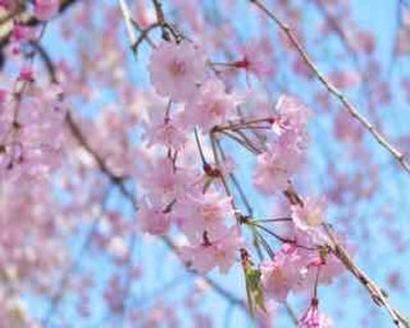 初投稿です！！

今回はフィアンセの桜のハンドクリームのレビューをしたいと思います👏


私は桜の香りが大好きで今回ずっと気になっていた桜のハンドクリームを買って見ました！
（金欠中でフレグランスはやめ