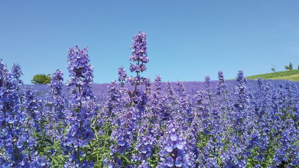 ビオレさらさらパウダーシート 香りマジック/ビオレ/ボディシートを使ったクチコミ(2枚目)