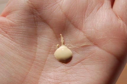 カラーコントロール ベース/ナチュラグラッセ/化粧下地を使ったクチコミ(4枚目)