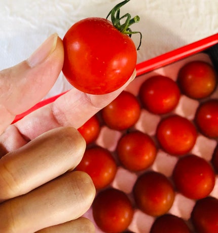 リコピュア BH Tomatoのクチコミ「ストレス緩和・睡眠・肌の弾力の維持を支える高機能トマトLycopure BH Tomato(リ.....」(2枚目)