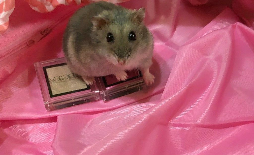 アディクション ザ アイシャドウ 25 Christmas Love (S) /ADDICTION/単色アイシャドウを使ったクチコミ（1枚目）