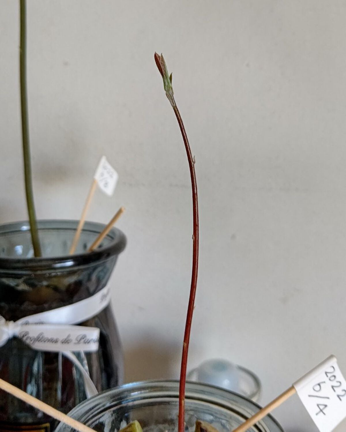 ガラス花瓶/DAISO/その他を使ったクチコミ(1枚目)