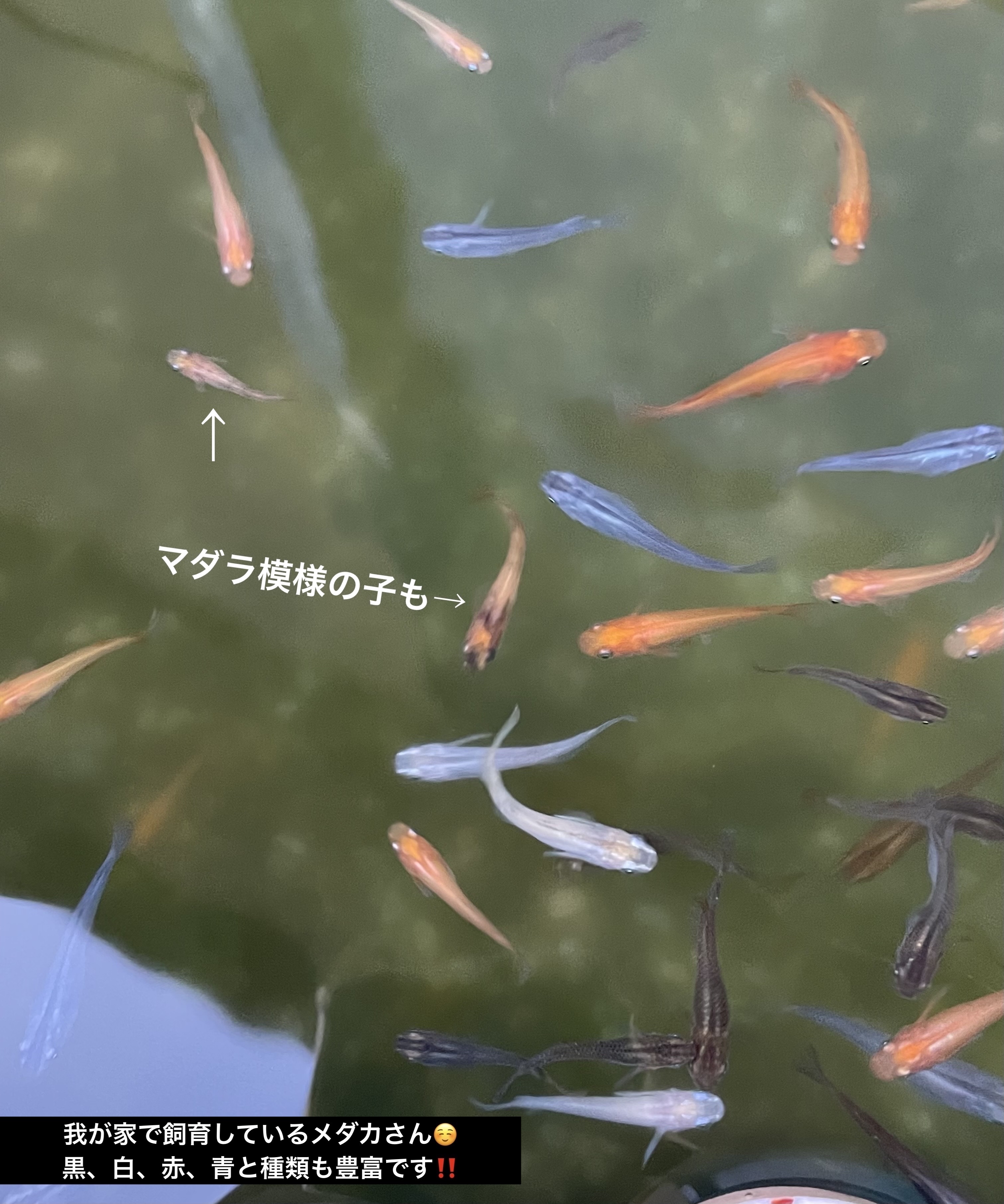 単色アイシャドウ 55 GREEN/#4me by GU/単色アイシャドウを使ったクチコミ（3枚目）