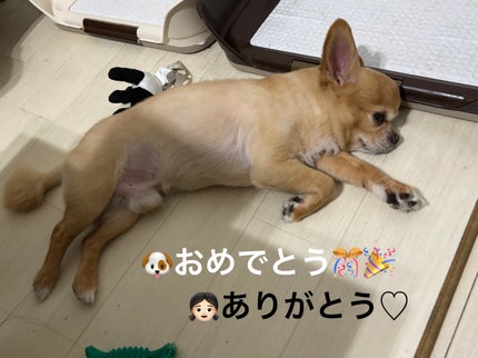 カラフルネイルズ/キャンメイク/マニキュアを使ったクチコミ(5枚目)