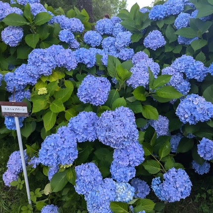 ブレンディングムードチーク/dasique/パウダーチークを使ったクチコミ(8枚目)