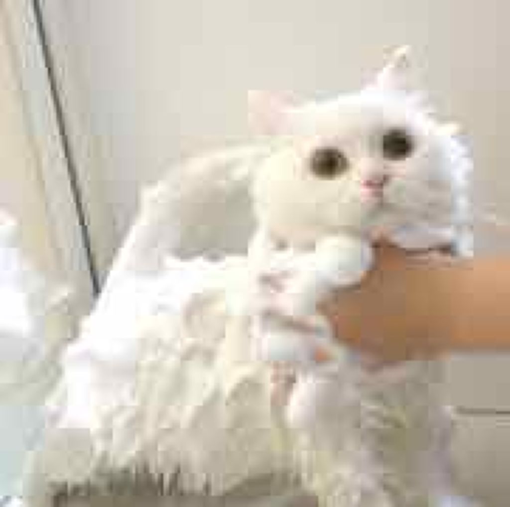 ドルマイシン軟膏(医薬品)/ゼリア新薬工業/その他を使ったクチコミ（1枚目）