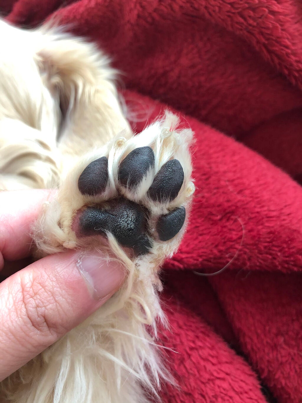 榎本みか on LIPS 「'alaLehuaヘア&ボディバーム【説明】100%天然由来成..」(2枚目)