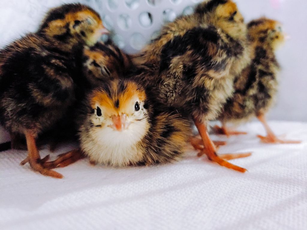 エクサージュ バイタルフォーカス/ALBION/美容液を使ったクチコミ（1枚目）