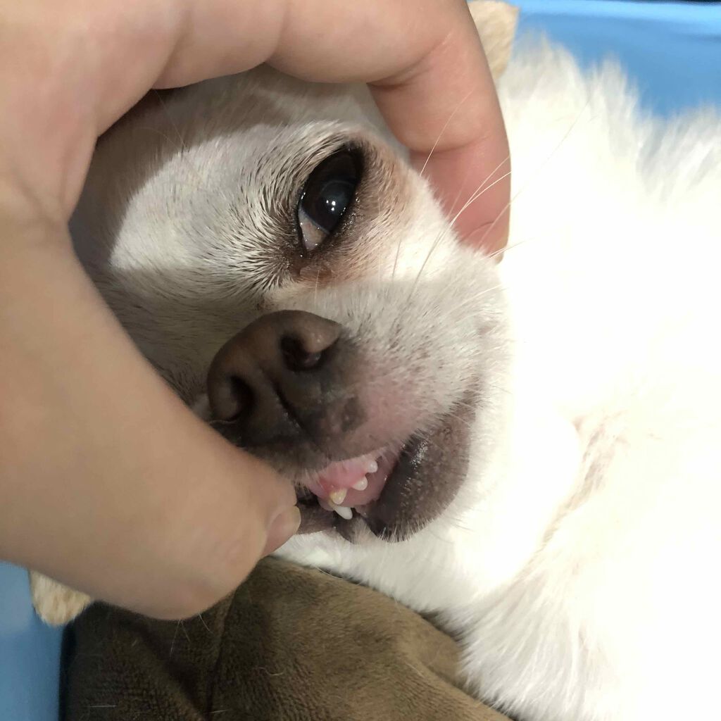 UVエッセンス SPF30/キュレル/日焼け止め・UVケアを使ったクチコミ（3枚目）