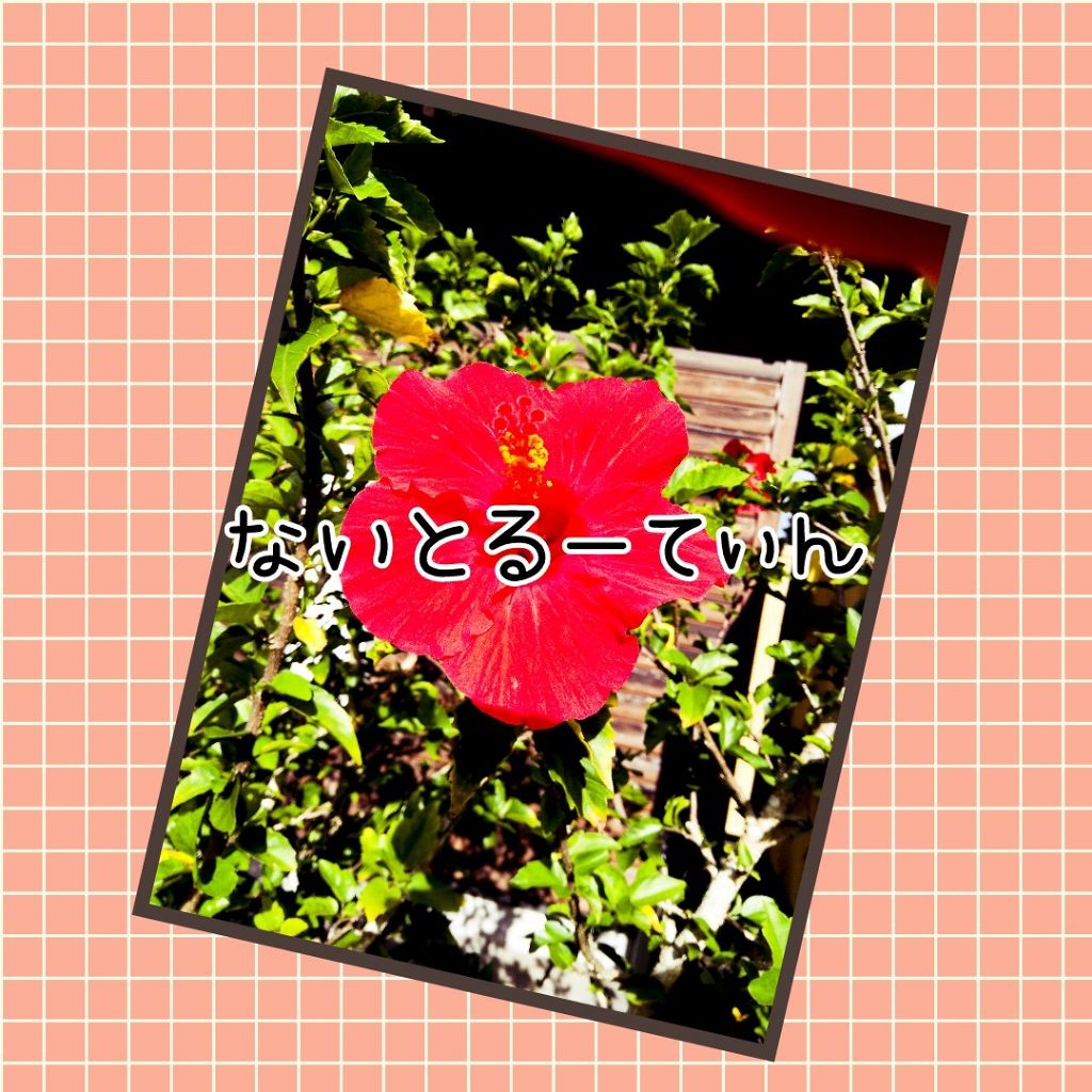 ハトムギ化粧水(ナチュリエ スキンコンディショナー R )/ナチュリエ/化粧水を使ったクチコミ(1枚目)