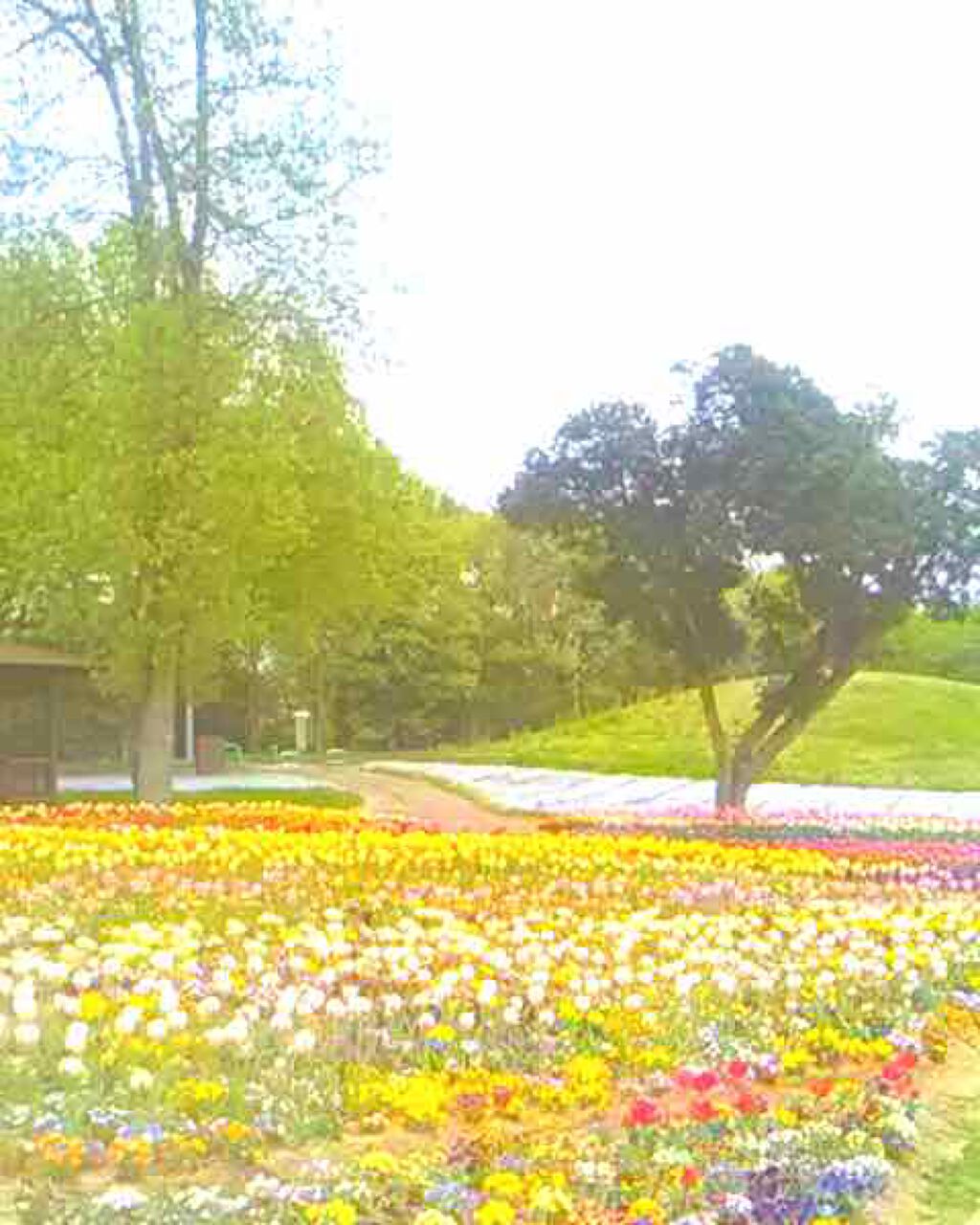 【旧品】マシュマロフィニッシュパウダー/キャンメイク/プレストパウダーを使ったクチコミ(1枚目)