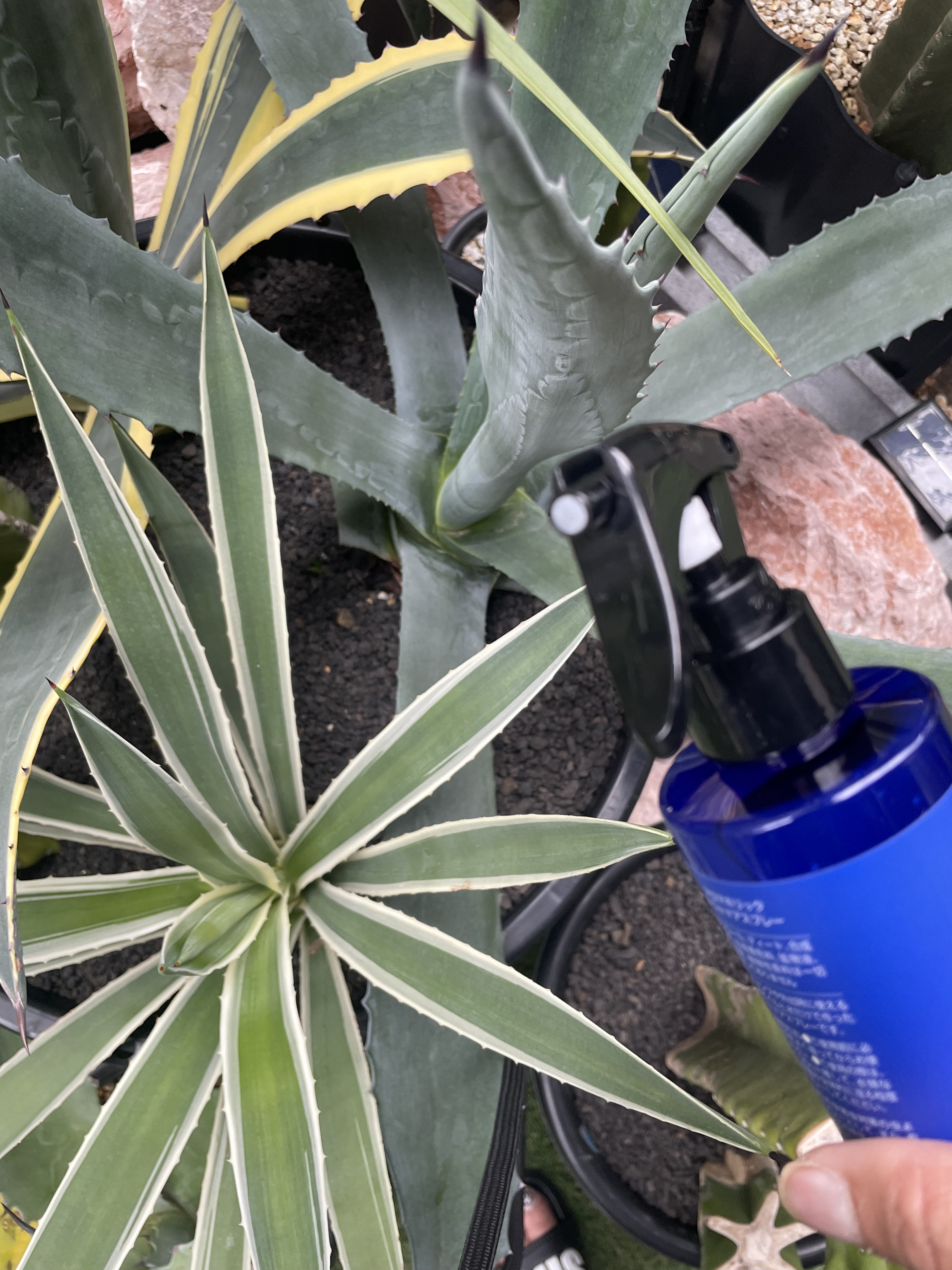 アロマホリック　アウトドアスプレー/AROMA HOLIC/その他を使ったクチコミ（3枚目）