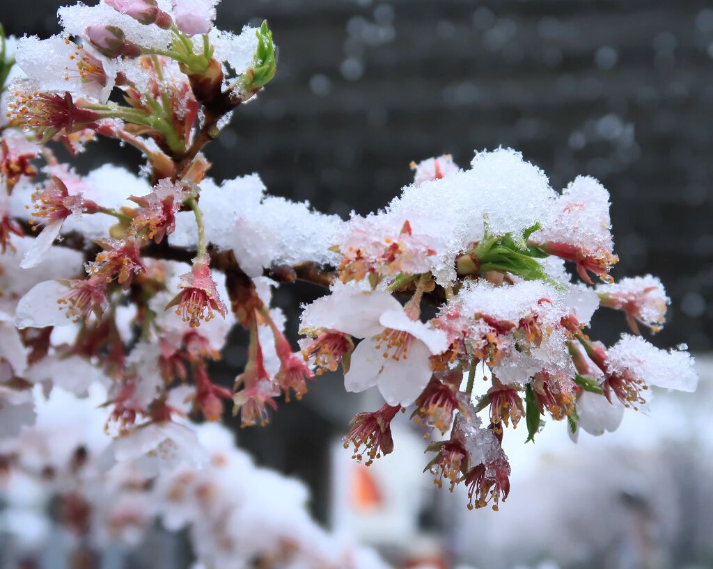 #春恋ネイルのネイルデザイン