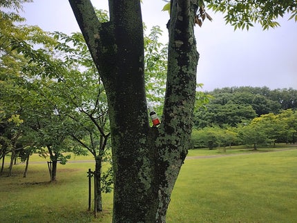 mcgroupakiko on LIPS 「珈琲や油っぽいものが大好きですが気になりますのがお肌の状態です..」(4枚目)