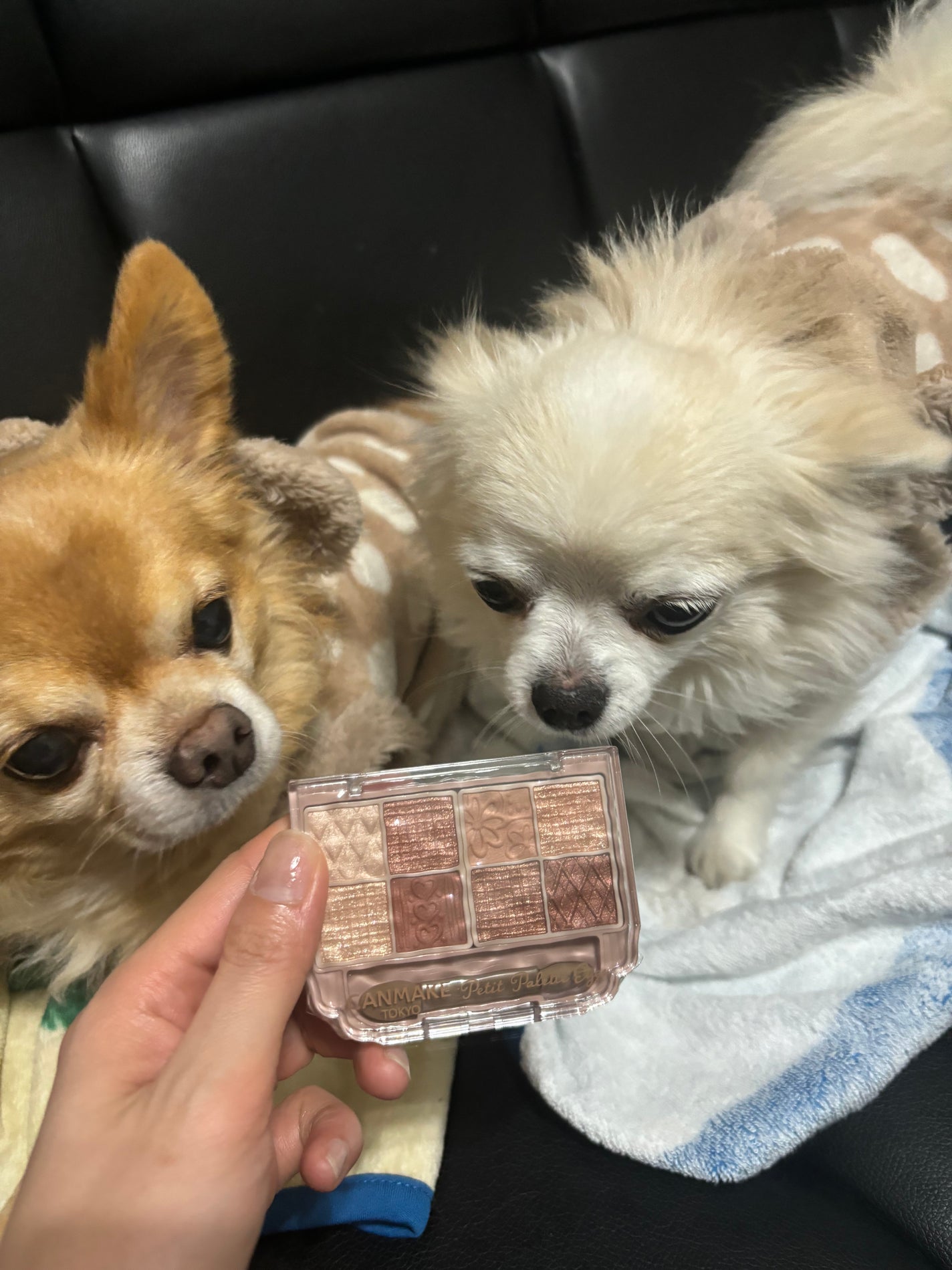 プティパレットアイズ/キャンメイク/パウダーアイシャドウを使ったクチコミ(3枚目)