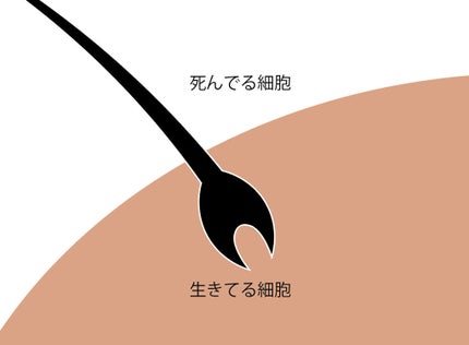 おふです on LIPS 「【髪の毛の細胞は死んでる!?】〜前編〜⚠️書いてみたら長すぎた..」(2枚目)