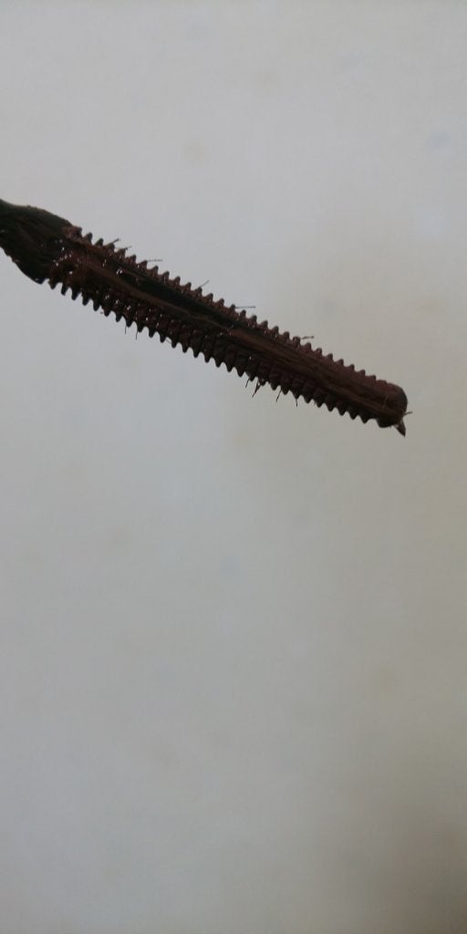 耐久カールマスカラ/CEZANNE/マスカラを使ったクチコミ(3枚目)