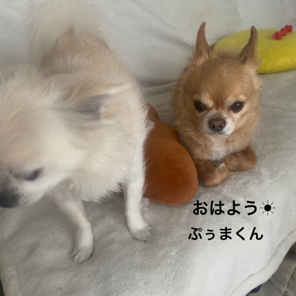 ロール エッセンス エクラ/GUERLAIN/化粧下地を使ったクチコミ(6枚目)