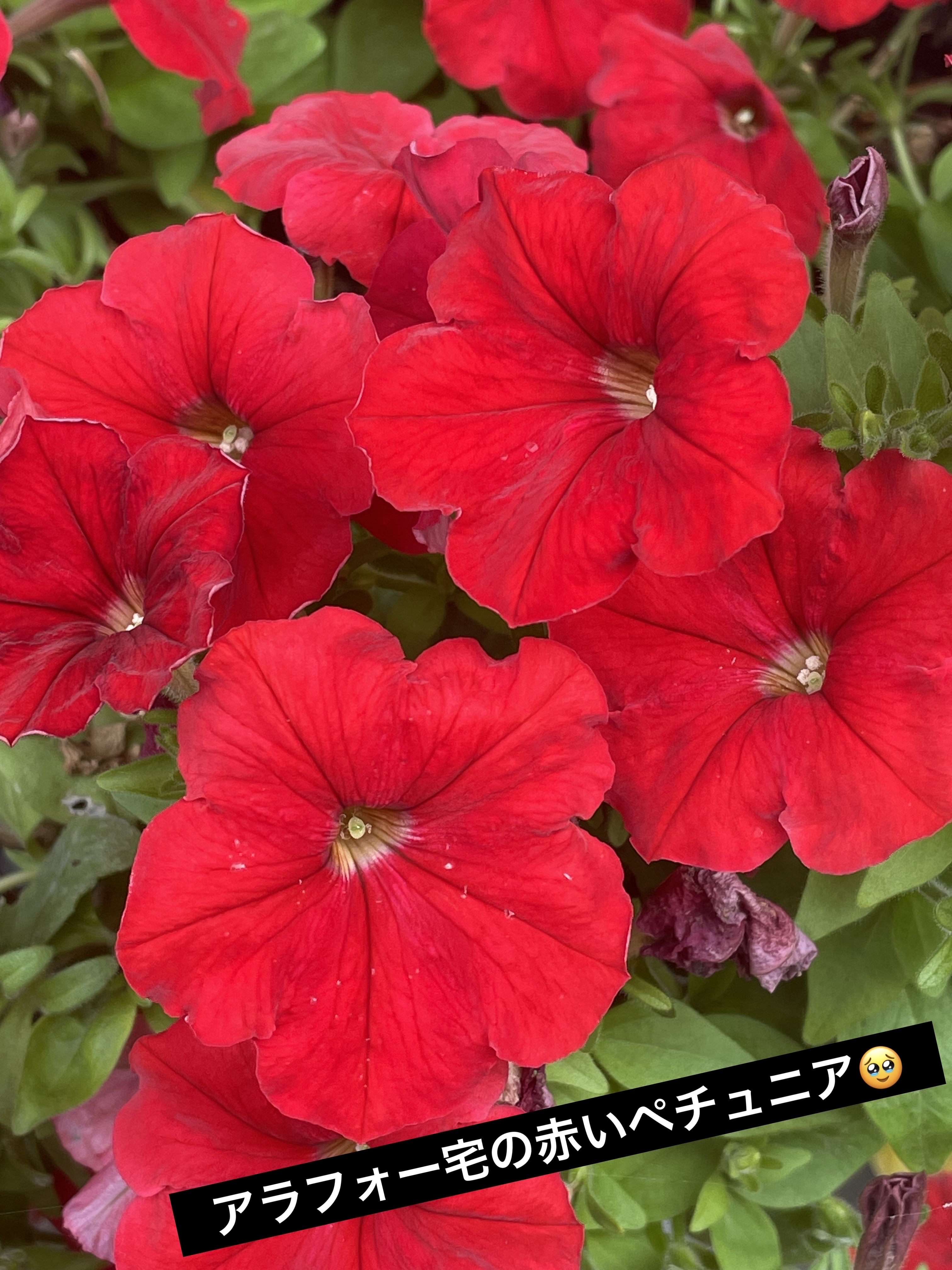 ジューシーピュアアイズ/キャンメイク/アイシャドウパレットを使ったクチコミ（3枚目）