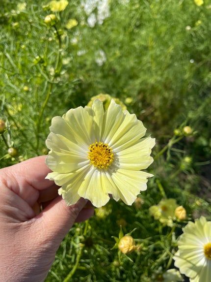 ♡えりっぴ♡ on LIPS 「今日はコスメではなくコスモス畑です!私の地元のコスモス畑満開🌸..」(4枚目)