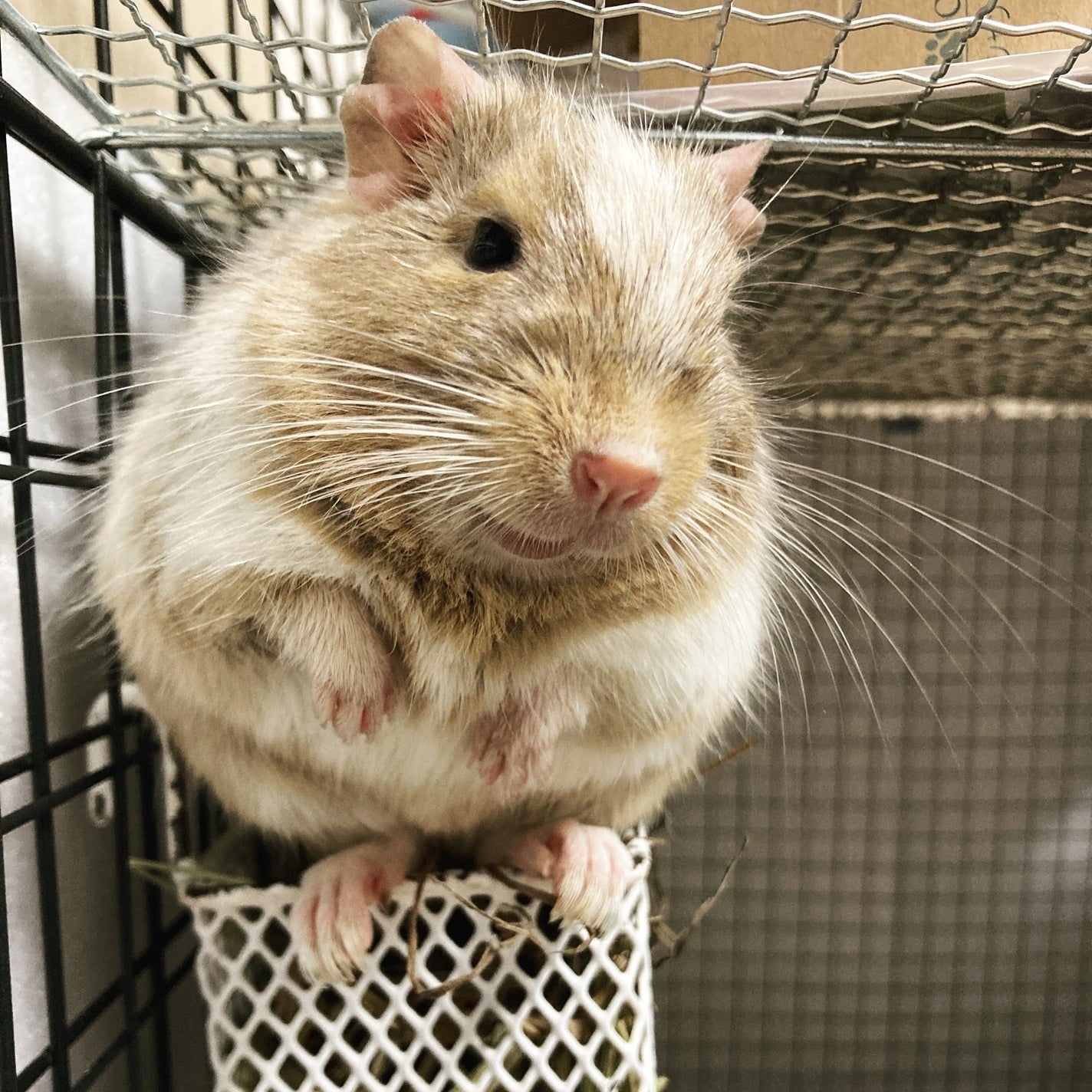 Coala on LIPS ãð€ãããµã«Wãã¯ãŒã·ãŒãããããçšé«ãé²ãã广ã®ããäžç¹åžã·..ãïŒ4æç®ïŒ