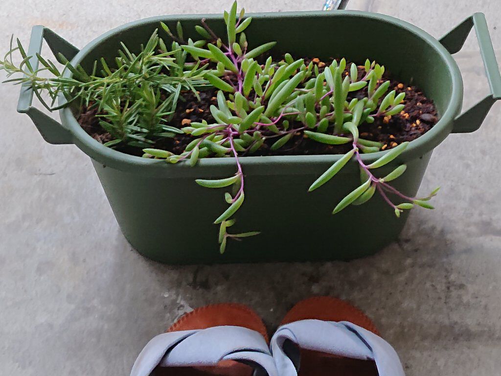 にゃーにゃ一団 on LIPS 「部屋で育てた観葉植物🌿🌱枯れてしまい捨てるかφ(o・ω・o)ノ..」(1枚目)