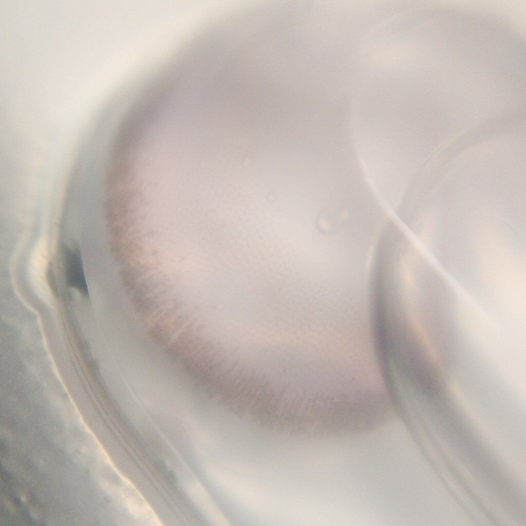 thepiel/THEPIEL/カラーコンタクトレンズを使ったクチコミ（3枚目）