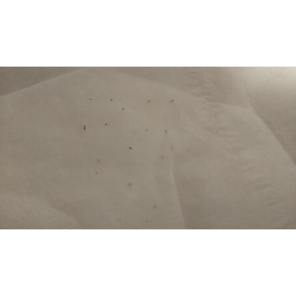 ハトムギ化粧水(ナチュリエ スキンコンディショナー R )/ナチュリエ/化粧水を使ったクチコミ（2枚目）