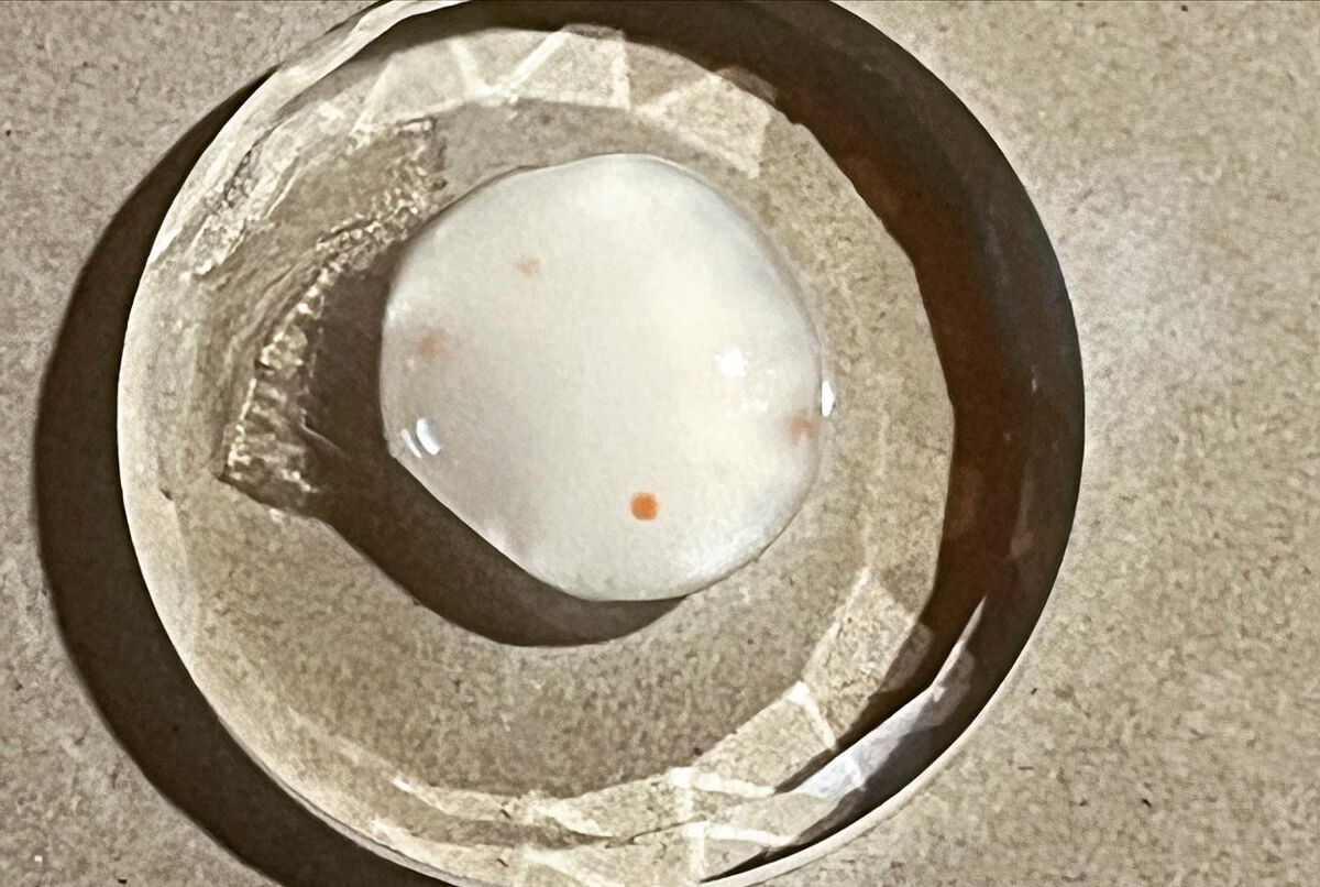 ゴマージュシュガー/meshimase/ボディスクラブを使ったクチコミ（2枚目）