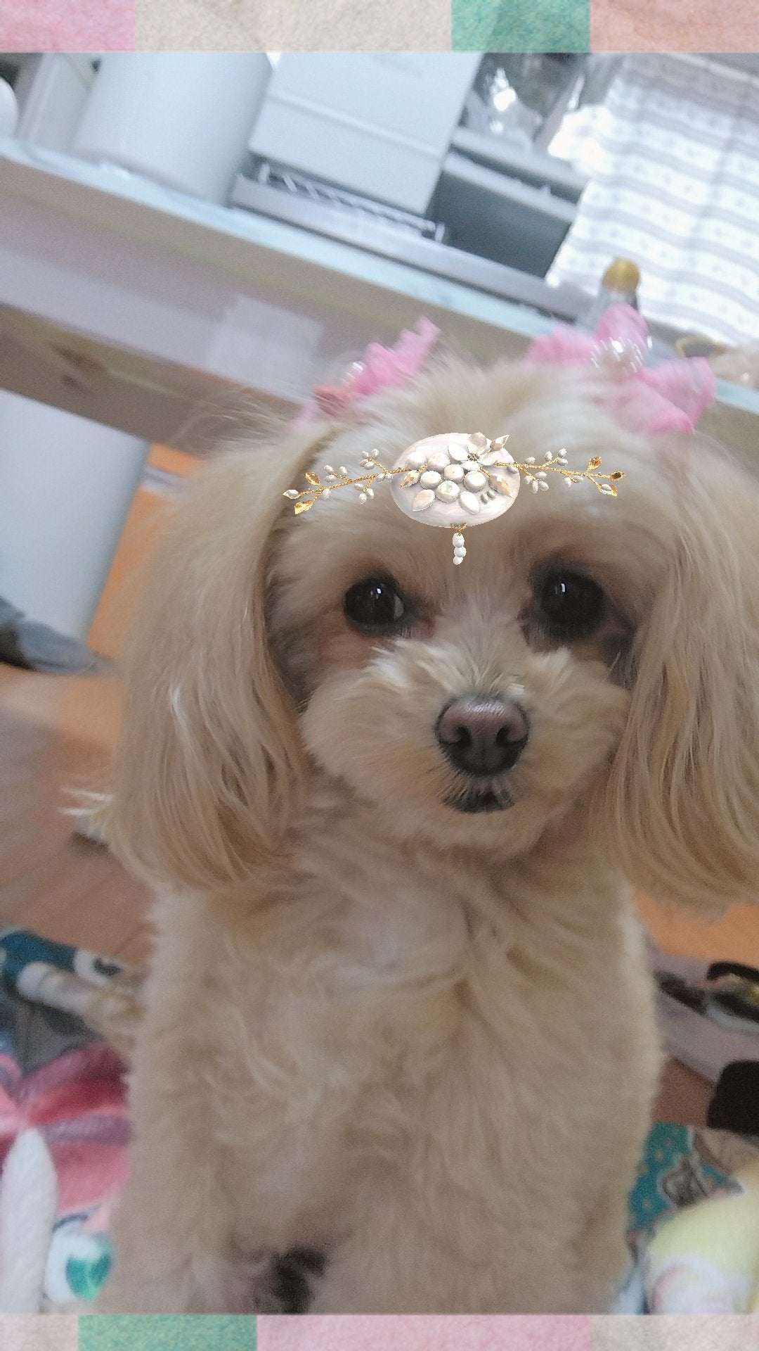 はな on LIPS 「うちの犬猫..」(2枚目)