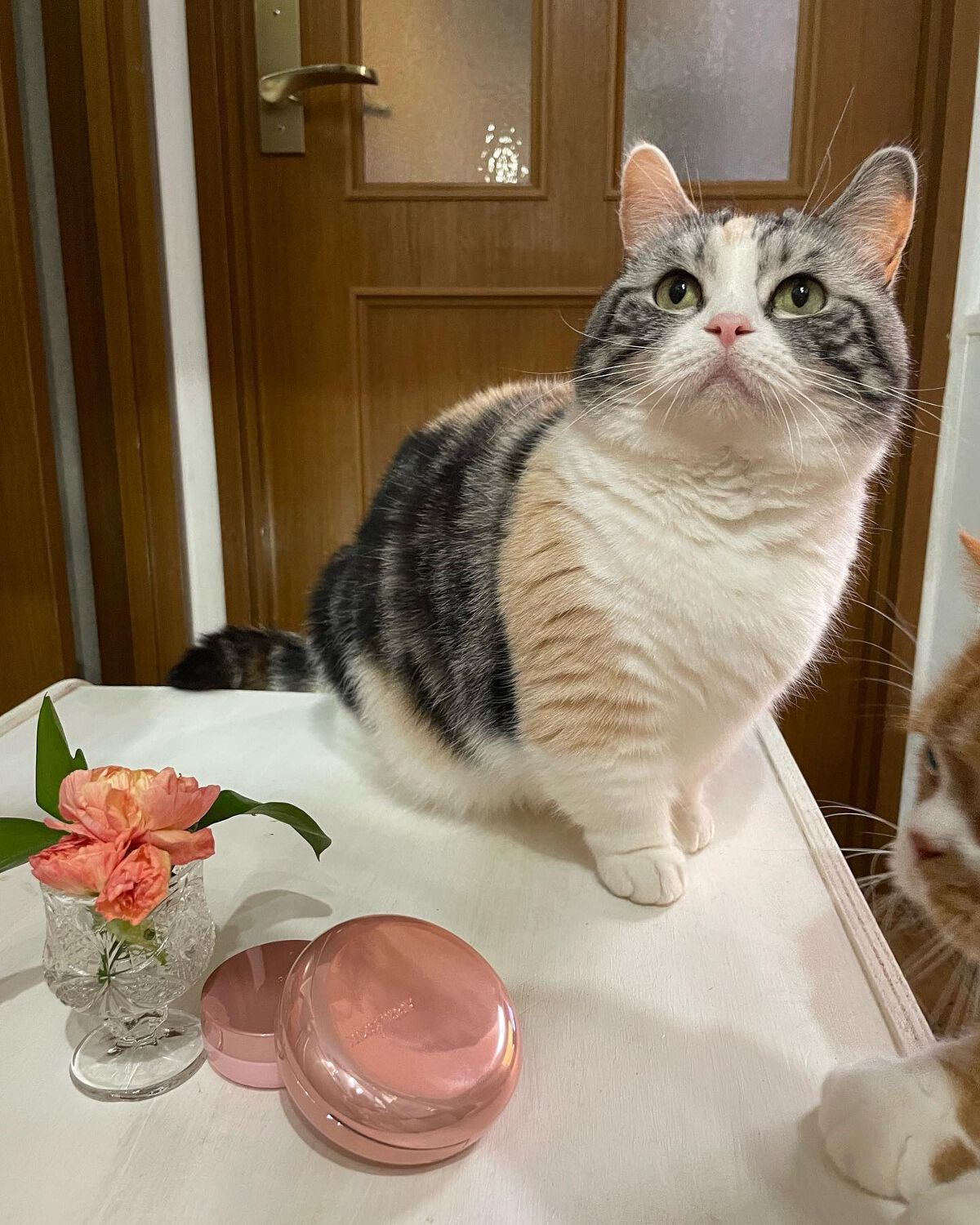 ハイパーカバーフィットクッション ピンク(桜エディション)/APRILSKIN/クッションファンデーションを使ったクチコミ(2枚目)