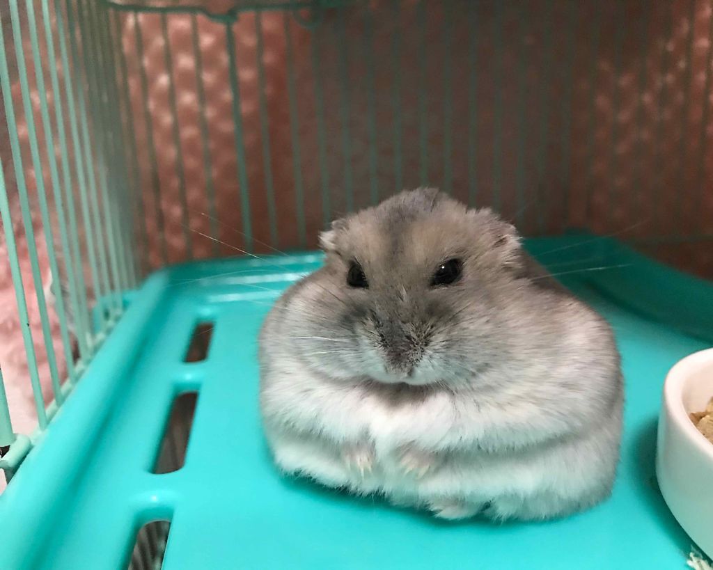 ko10ha_0902 on LIPS 「はじめまして、ジャンガリアンハムスター♂チェリーくん1歳2ヶ月..」(2枚目)