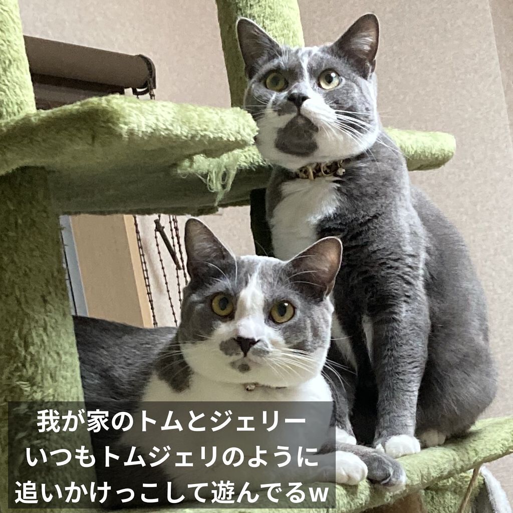 レブロン キス シュガー スクラブ 411 シュガー ミント＜限定パッケージ＞/REVLON/リップスクラブを使ったクチコミ（3枚目）